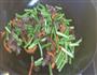 腊肉蒜苔的做法图解3