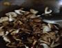 肉炒香菇的做法图解4