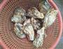 蒸生蚝的做法图解1