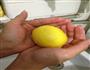 蜂蜜柠檬茶的做法图解1