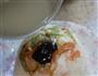 儿时回忆-豆沙八宝饭的做法图解12