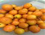 金橘蜜的做法图解1
