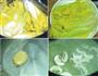 暖汁蔬菜-上汤娃娃菜的做法图解2
