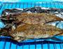 鲜香烤鲅鱼的做法图解6