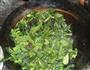 木须菠菜的做法图解4