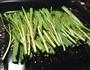 香烤韭菜的做法图解2