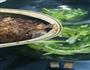 菱鱼油麦菜的做法图解4