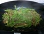 芸豆丝炒肉的做法图解7