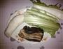 腊肉青菜老壳的做法图解1