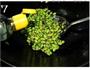 榄菜肉丁炒毛豆的做法图解7
