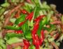 炒什锦的做法图解7