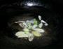 香菇白菜的做法图解2