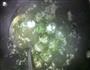 水晶荠菜肉圆的做法图解7