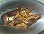 蒜蓉粉丝蒸龙虾的做法图解1