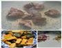 南瓜排骨饭的做法图解1