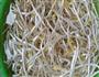 雪菜绿豆芽的做法图解1