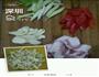 干锅松菜花的做法图解1