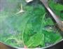 花生酱拌菠菜的做法图解2