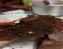 巧克力核桃蛋糕的做法图解4