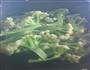 菜花紫菜汤的做法图解1