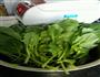 蒜蓉菠菜的做法步骤1
