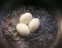 葱味鸭蛋的做法图解4