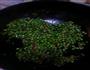 豌豆炒肉泥的做法图解7