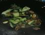 小油菜炒肉的做法图解5