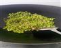 榄菜肉末炒豆角的做法图解3