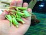 锅巴菜的做法图解6
