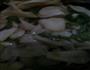 清炒杏鲍菇的做法图解3
