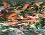 自制菜煎饼的做法图解2