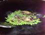 腊肉豆角拌饭的做法图解4