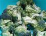 清爽水煮西兰花的做法图解2