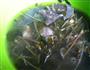 猪肺鱼腥草汤的做法图解4