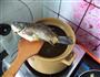 红枣鲫鱼木瓜汤的做法图解5