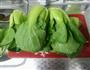 香菇油菜-减肥餐的做法图解1