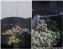 博山炒肉片的做法图解2