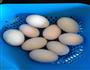 自制咸鸭蛋的做法图解1