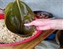 粽子的做法图解6