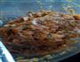 胡萝卜肉馅水饺的做法图解1