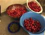 樱桃果酱的做法图解1