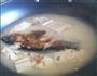 豆腐鲫鱼汤-咸鲜可口汤的做法图解3