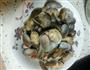 爆炒花蛤的做法图解7