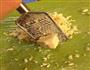 奶油芝士虾意面的做法图解3
