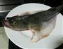 清蒸鲈鱼的做法图解1