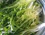 凉拌苦菊的做法图解2