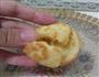 天鹅泡芙的做法图解10