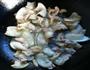 土豆回锅肉的做法图解4