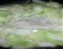 洛阳白菜的做法图解3